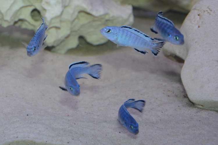 Chindongo socolofi 'Mala Point'